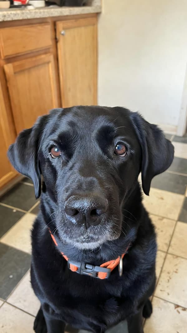 Black Labrador: original photo
