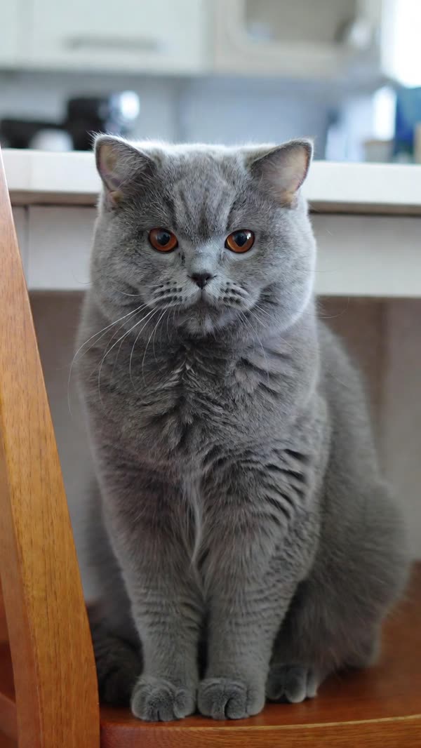 British Shorthair cat: original photo