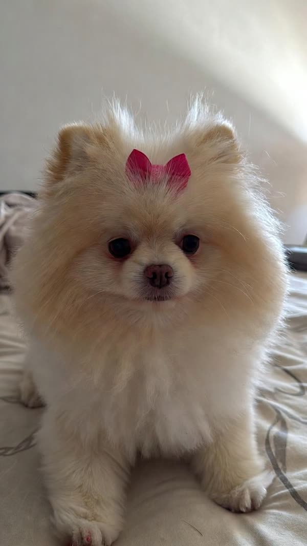 Pomeranian with a pink bow: original photo